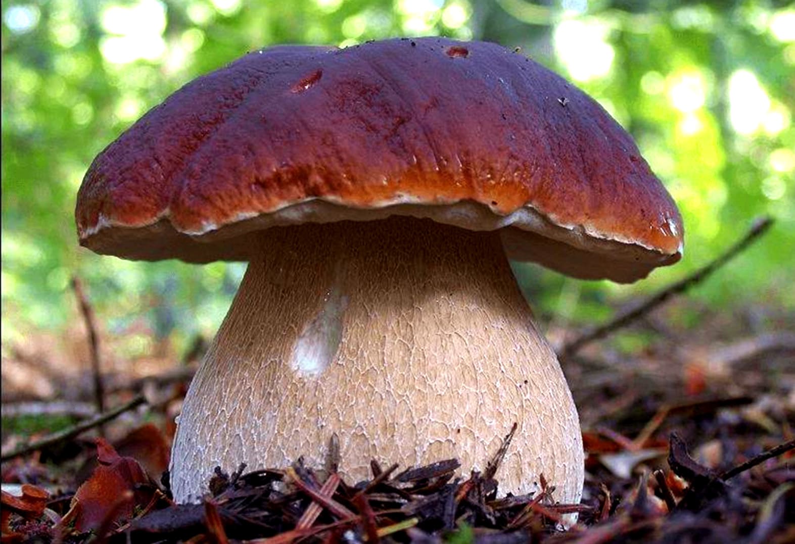 гриб боровик (латинское название bóletus) Stuffed mushrooms, Wild mushrooms, Wil